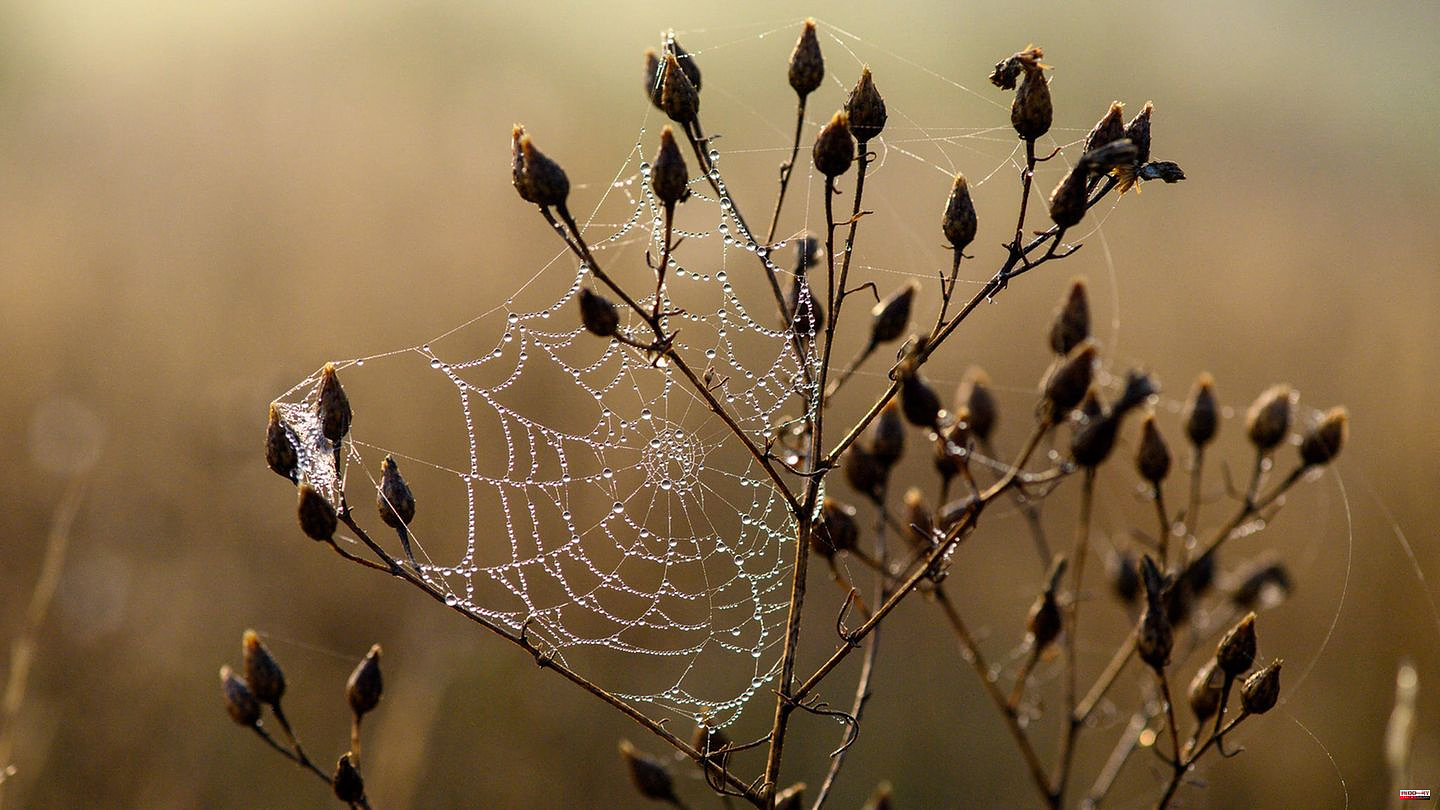 Conservation: They are as important as bees. Your silk heals. Despite this, many people are afraid of spiders. Wrongly