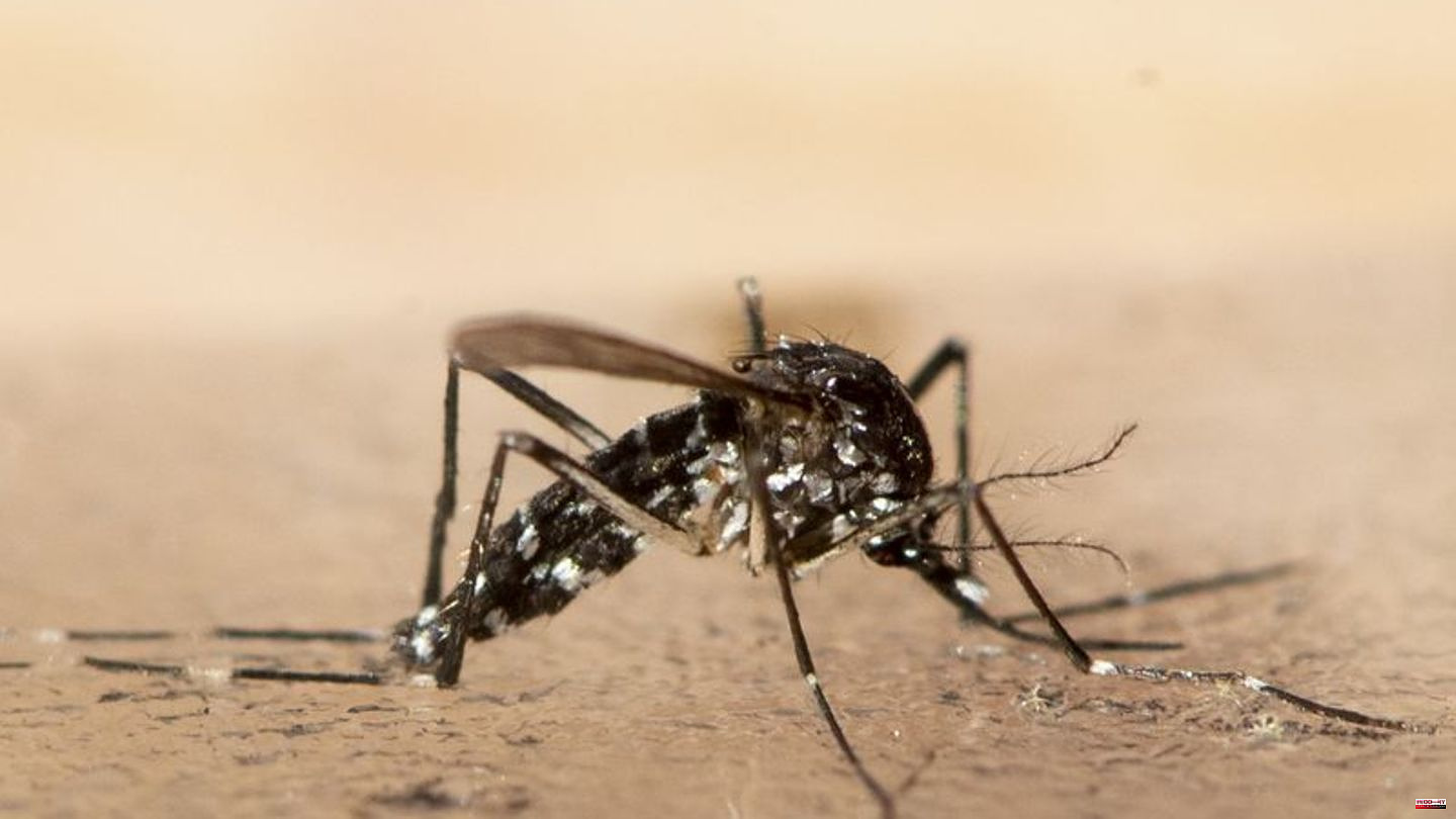 Diseases: In southern Europe, tropical tiger mosquitoes also lay eggs in winter