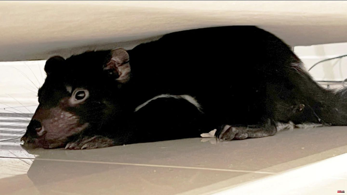 Unusual visit: She thought he was a stuffed animal: Australian family discovered Tasmanian devil under their couch
