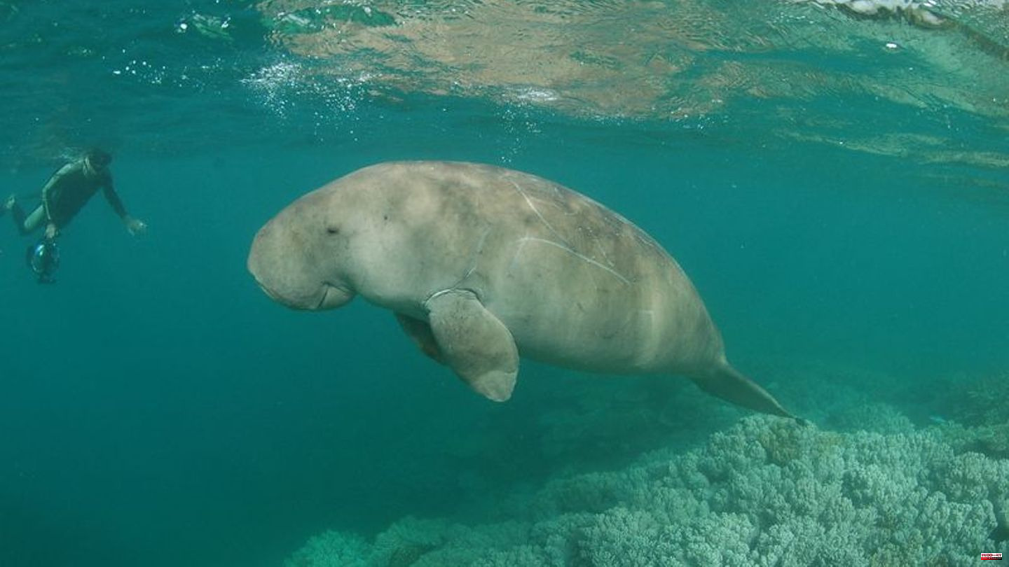 Species extinction: Dugong cows partly threatened with extinction