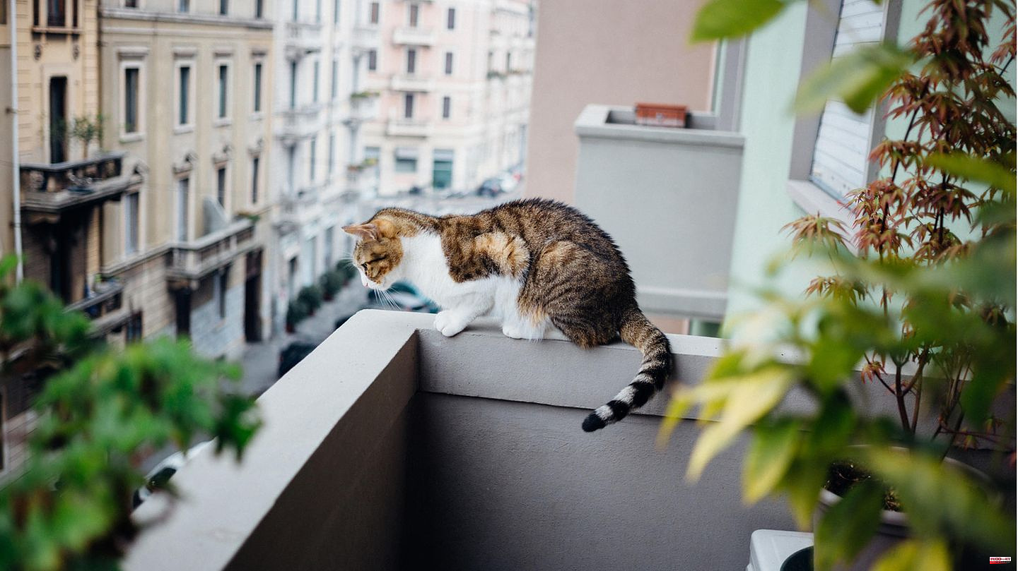 Precautionary measures: make the balcony safe for cats: This way your cat can get some fresh air safely
