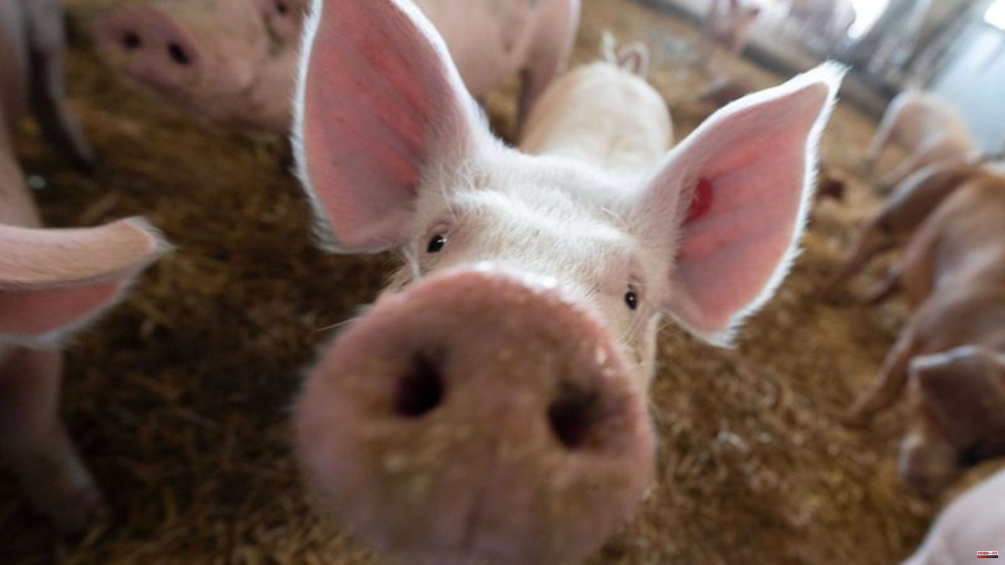 Farmer's President: Wagner complains about the enormous decline in pigs and cows