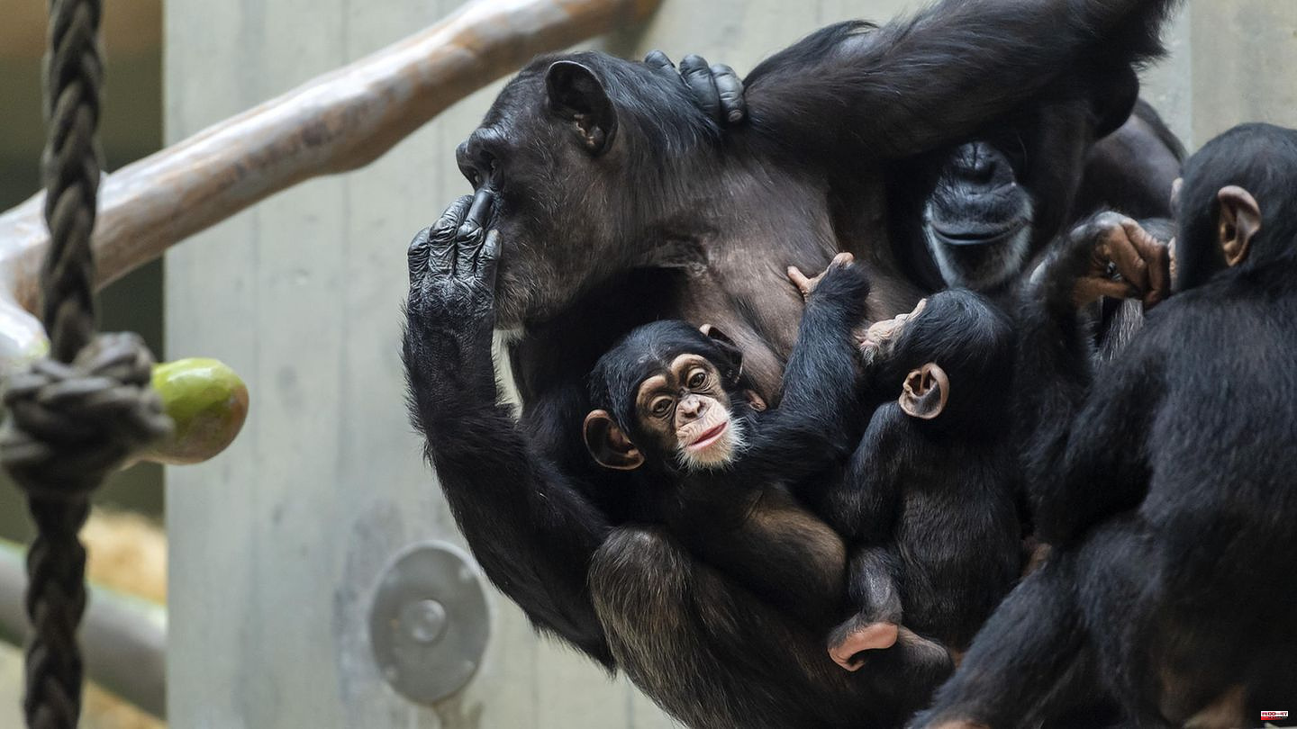 Sweden: Chimpanzees escape from zoo - three are shot