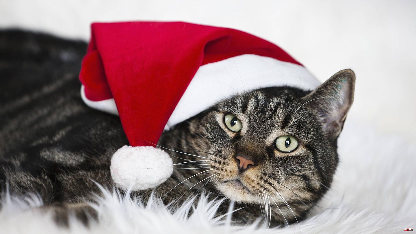Tips for pet owners: Cats and Christmas – this is how humans and animals master the holidays in a relaxed manner