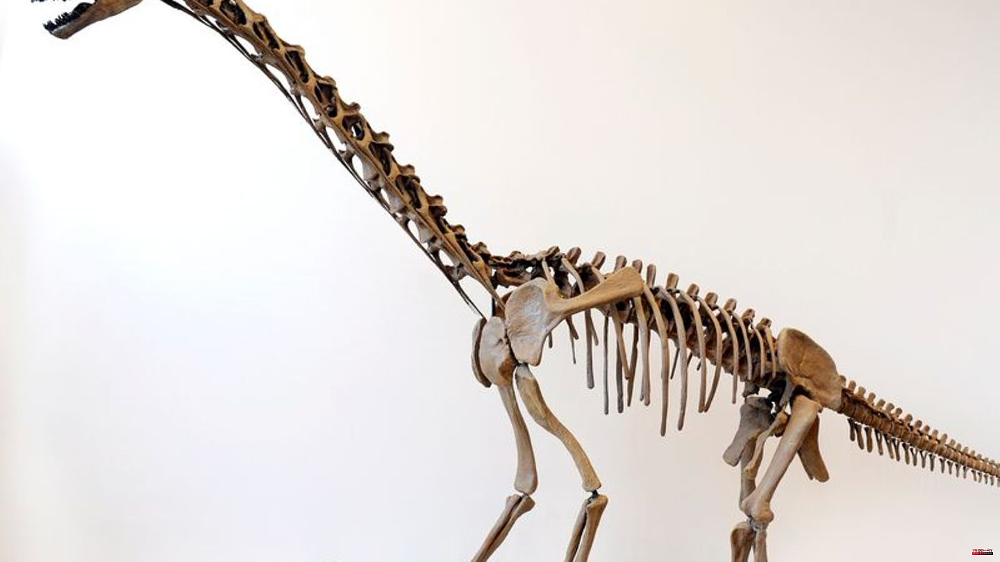 Researchers: The dinosaur Europasaurus was probably precocial