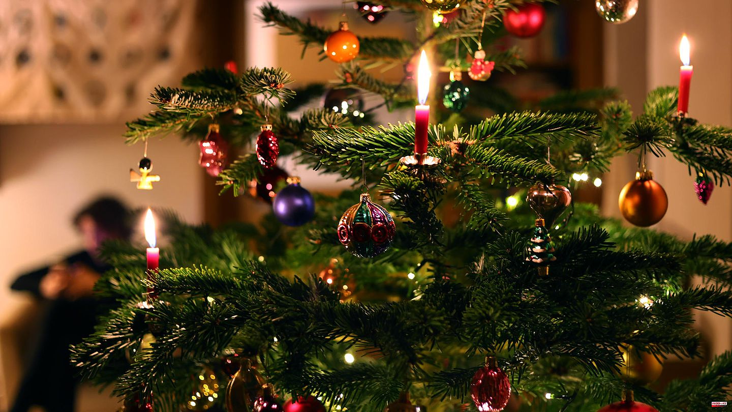 Sustainability for the holidays: Which Christmas tree is the best for the environment?
