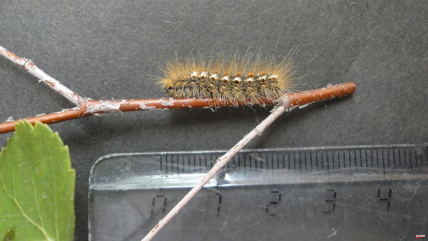 Euproctis chryshorroea: Brandenburg warns of dangerous caterpillars: Goldafter larvae damage trees - and people
