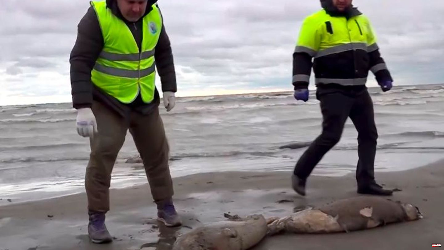 Endangered species: 2,500 dead seals in the Caspian Sea: the search for the cause continues