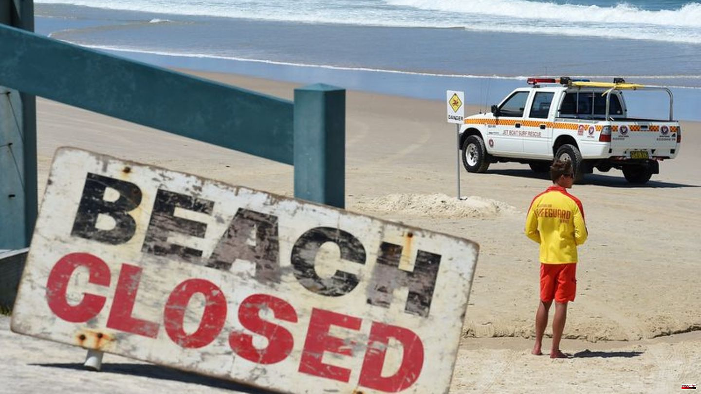 Sea Creatures: Hammerhead Alert - Known Sydney Beach Closed