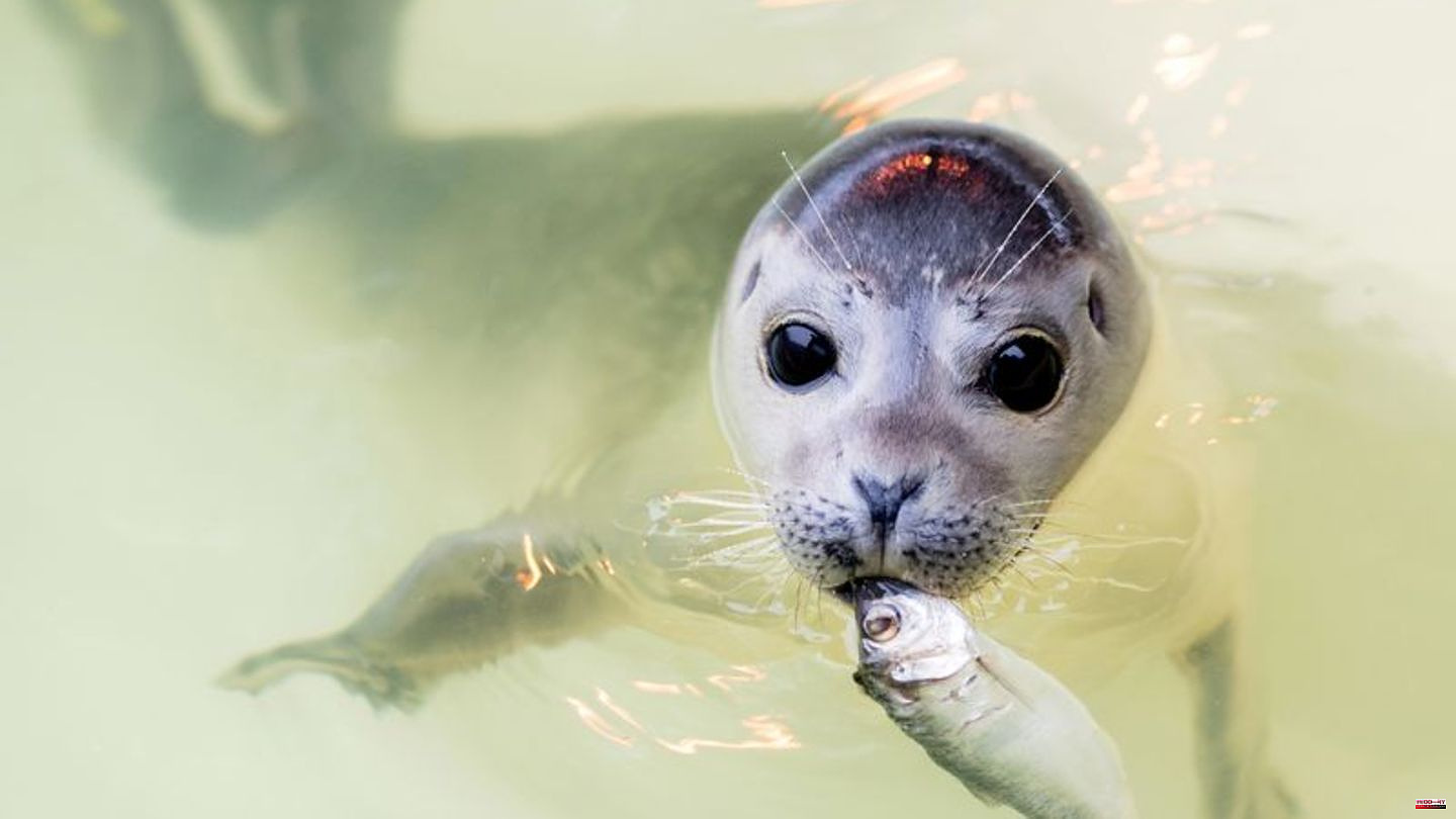 Animal welfare: North German seal stations raise around 400 young animals