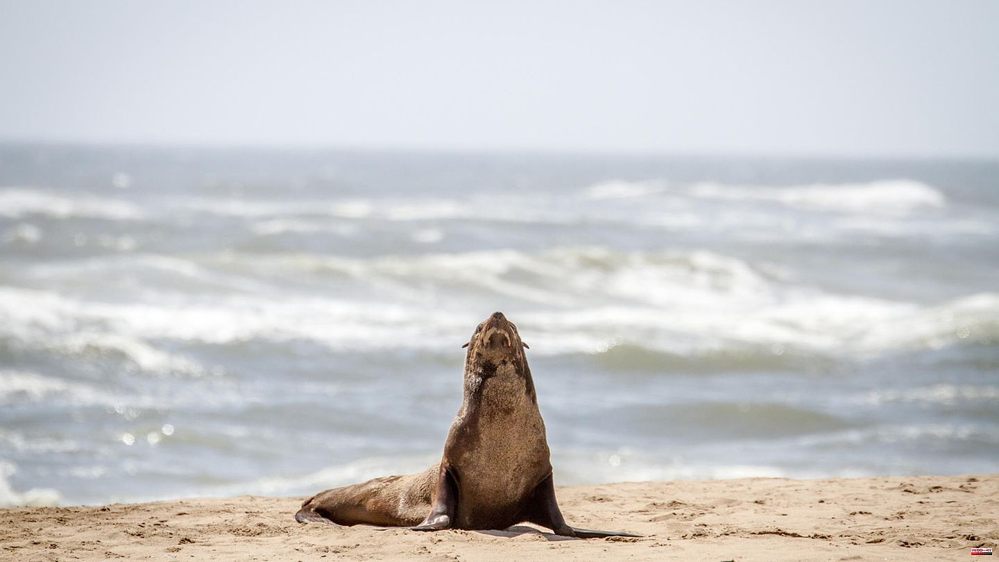 Predator attack: Baby seal in South Africa attacks bathers on popular beach