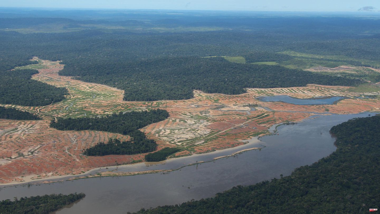 Steinmeier in Brazil: Germany's climate will also be saved on the Amazon