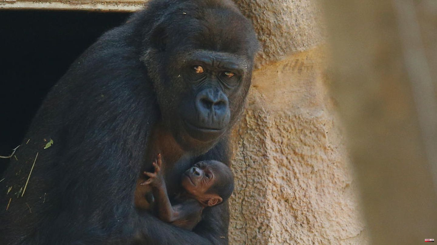 Animals: German zoo puts baby gorilla to sleep after a few days