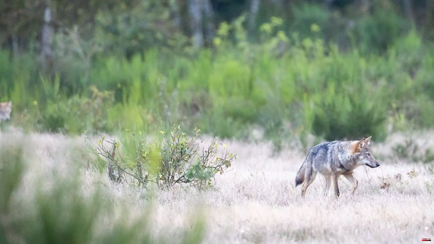 Animals: Sweden: Big wolf hunt to slow down the spread of the animals