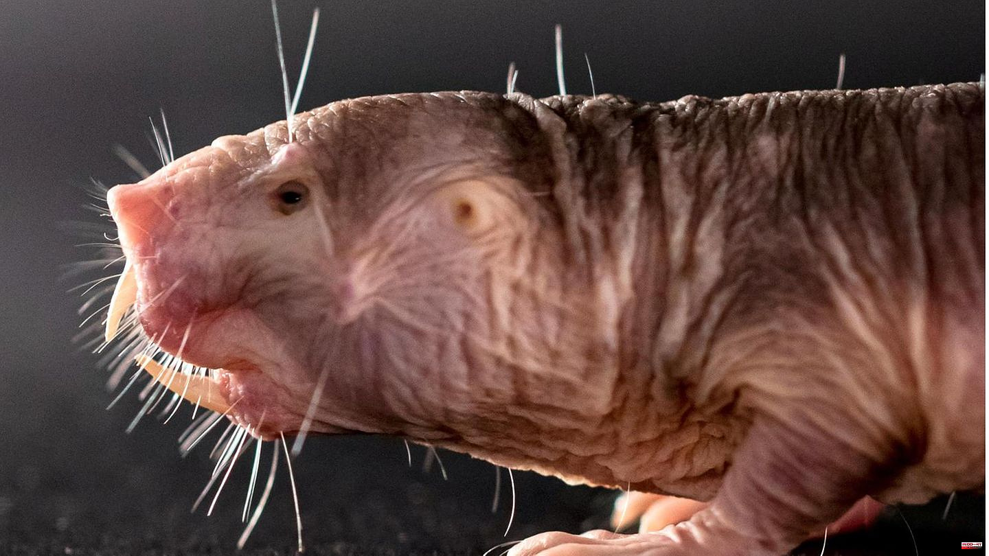Behavioral research: The latest naked mole-rat research shows that perhaps life's greatest secret lies dormant in the world's ugliest animal