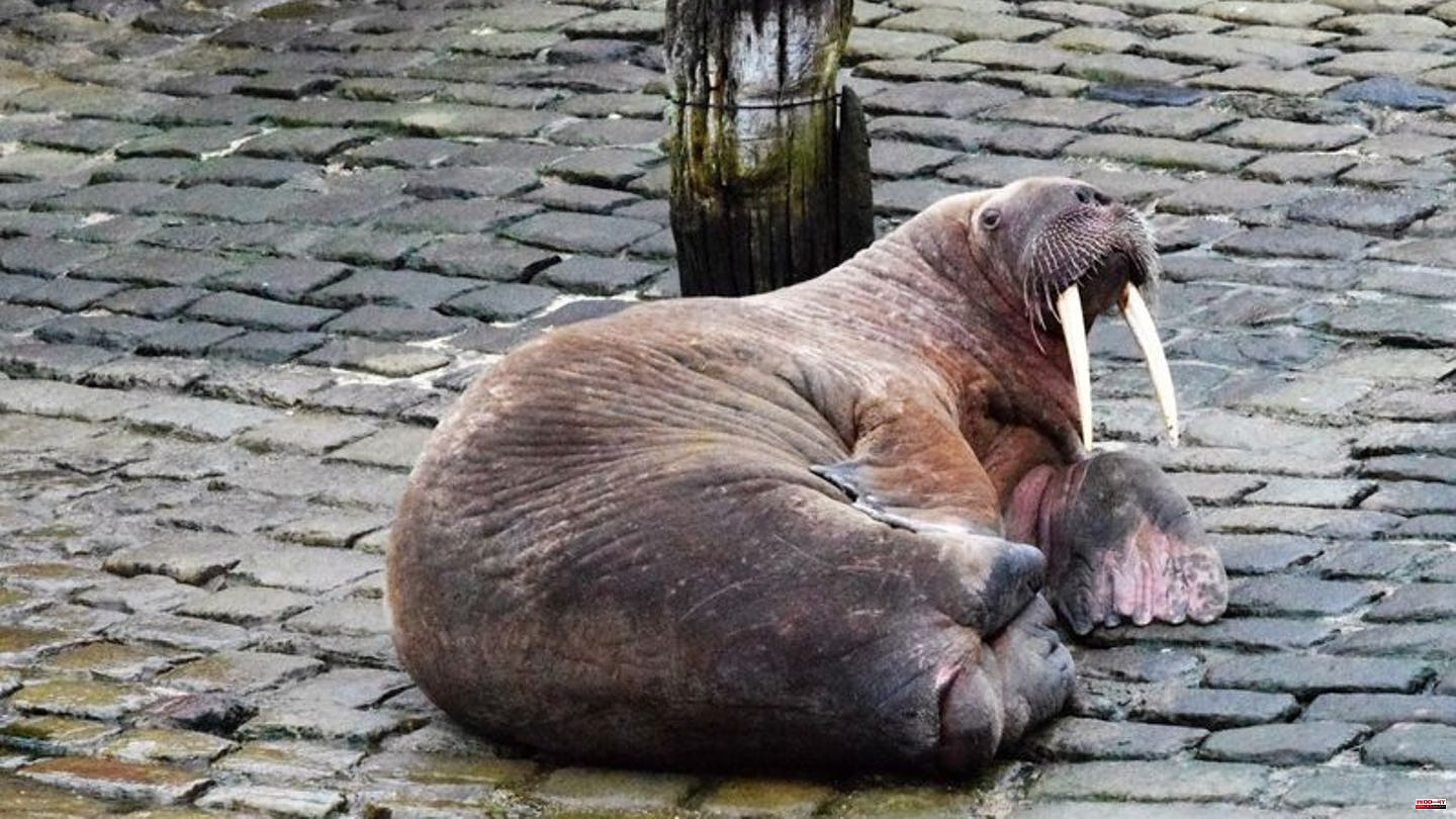 Animals: No New Year's fireworks because of walrus