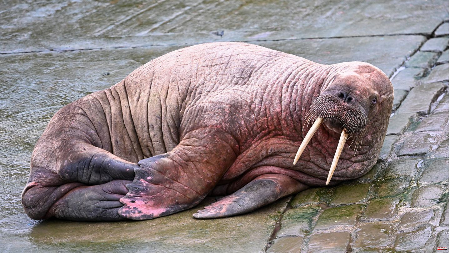New Year's Eve: Animal Party Crasher: English city cancels New Year's Eve fireworks because of a walrus