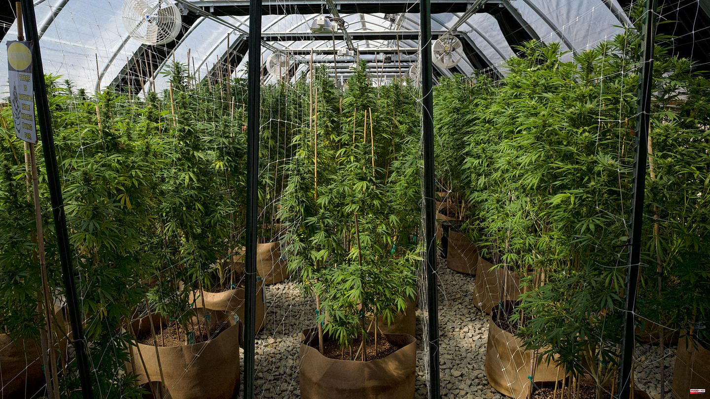 California: Cannabis - how legalization is ruining small farmers