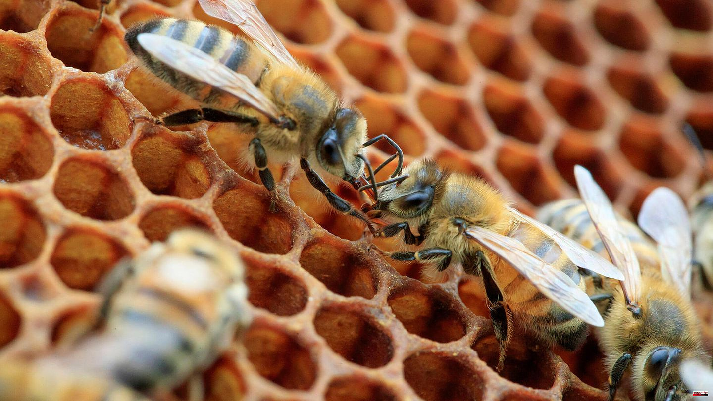 American foulbrood: US approves world's first vaccination for honey bees