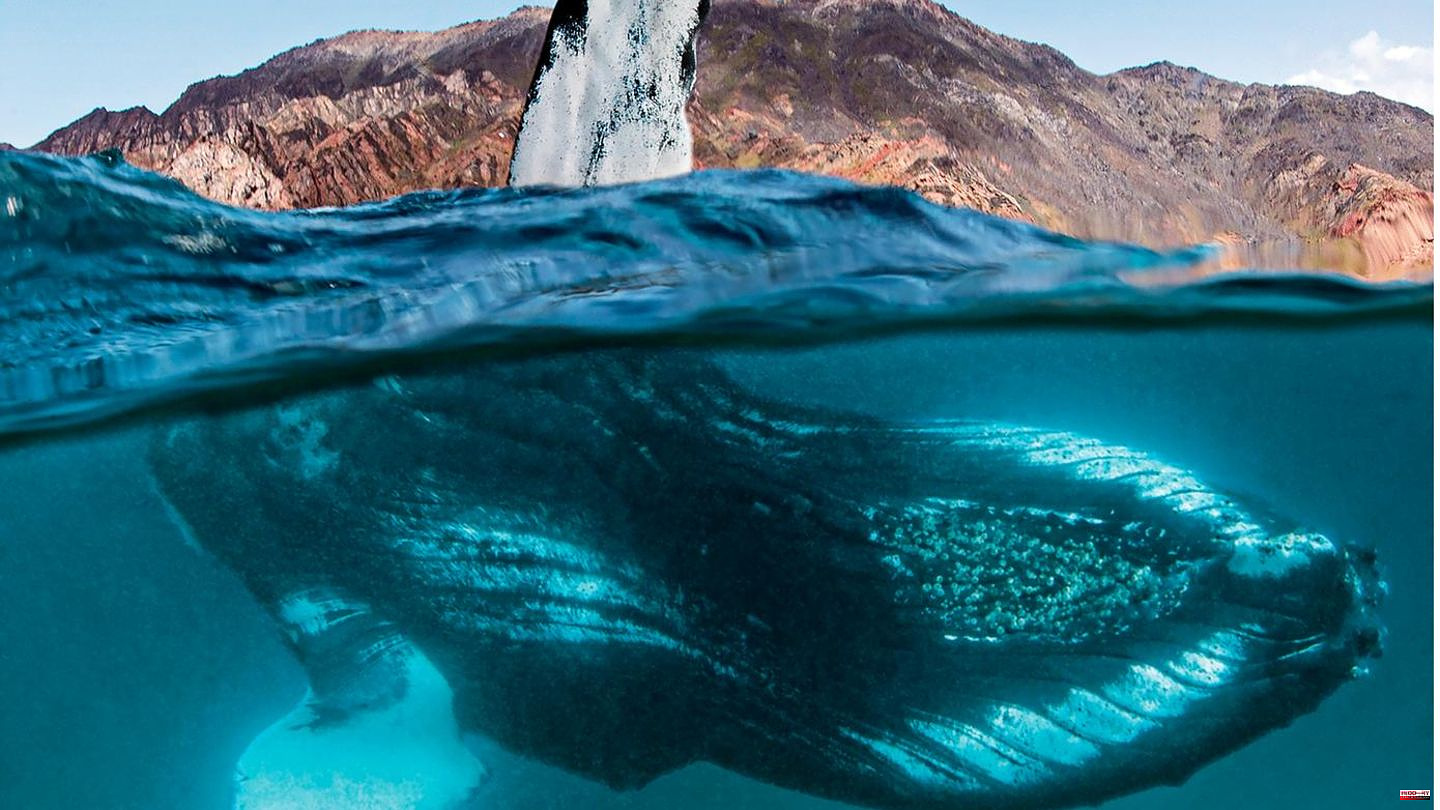 Photo book "Im Reich der Stille": Photographer Tobias Friedrich: "Shortly before, the whale had caught my hand with its tail fin"