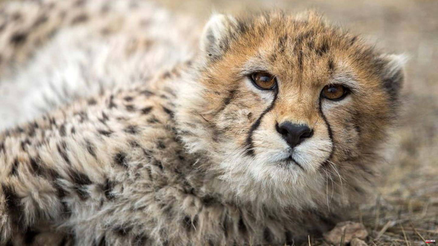 Animals: One of the last Asiatic cheetahs died in Iran