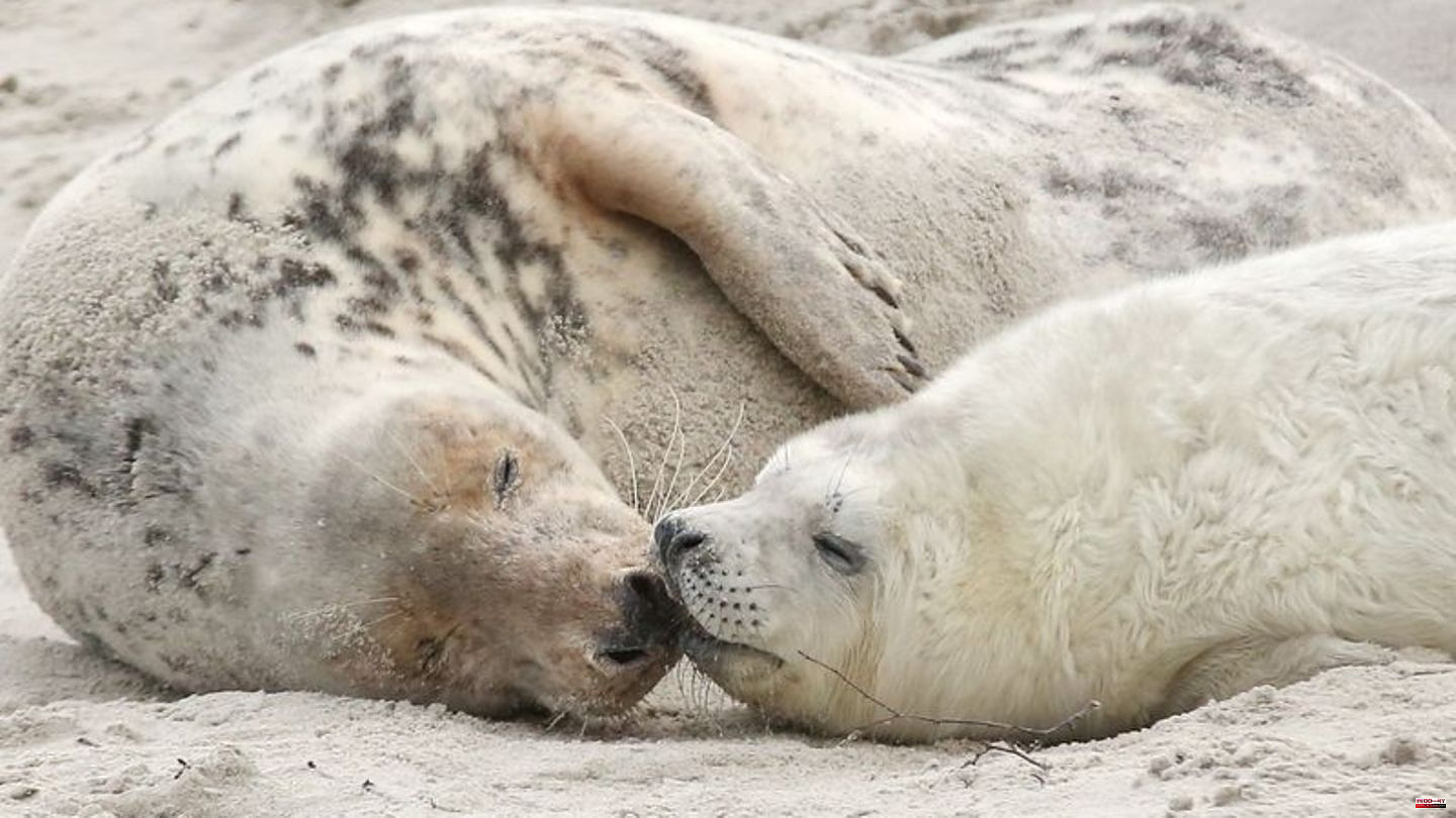 Animals: Good year for gray seal offspring: Around 1000 young animals