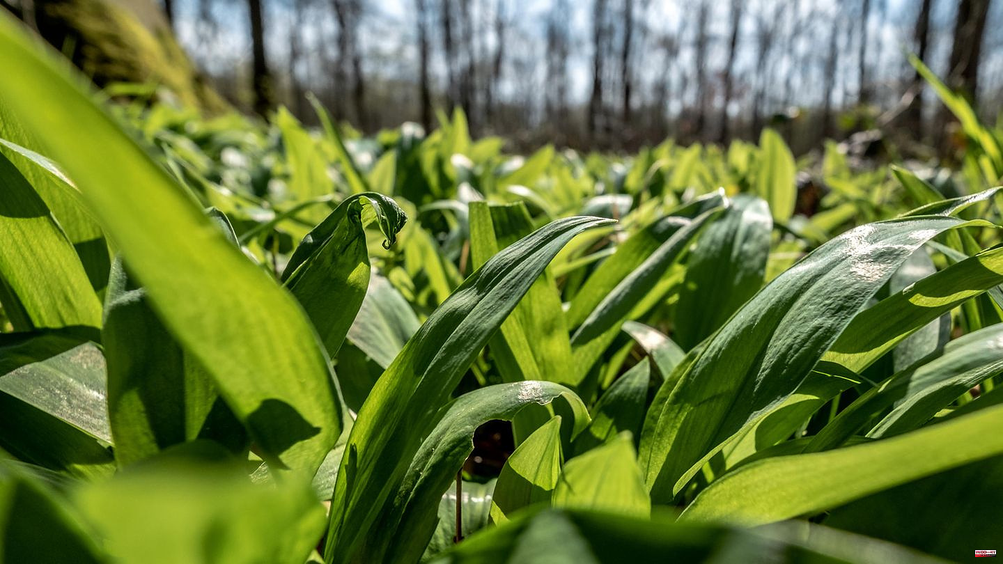 Garlic of the forest: Harvest wild garlic now: How to recognize the popular wild herb and pick it correctly