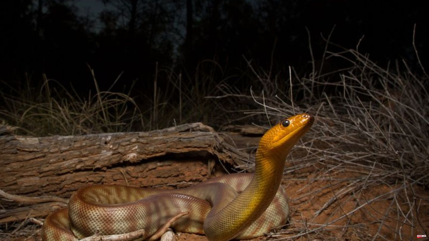 Study: Hearing in snakes: animals perceive more than expected