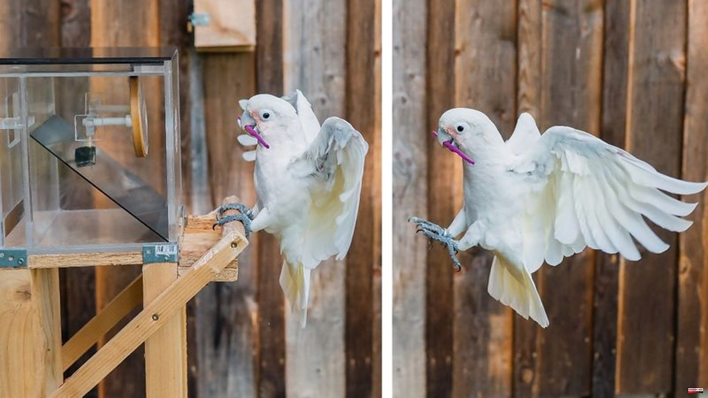 Behavioral research: Looking ahead: Cockatoos come with a tool set if required