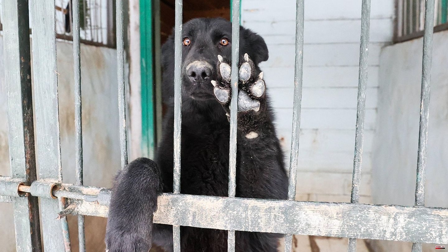 Petition: 30 million dogs are slaughtered in Asia every year - initiative wants to take action