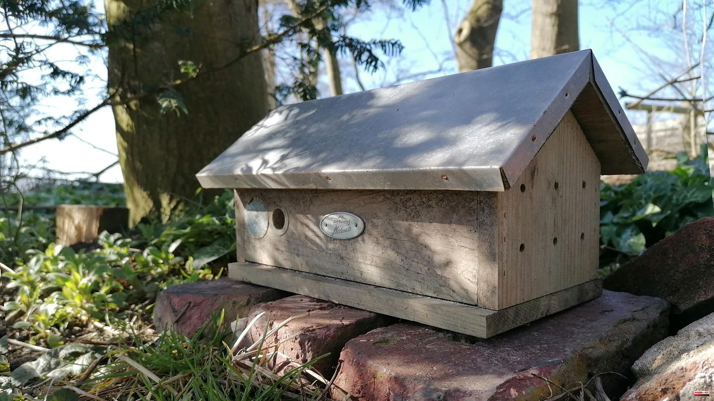 Conservation: Set up the bumblebee house: How to help the fluffy chubby little ones