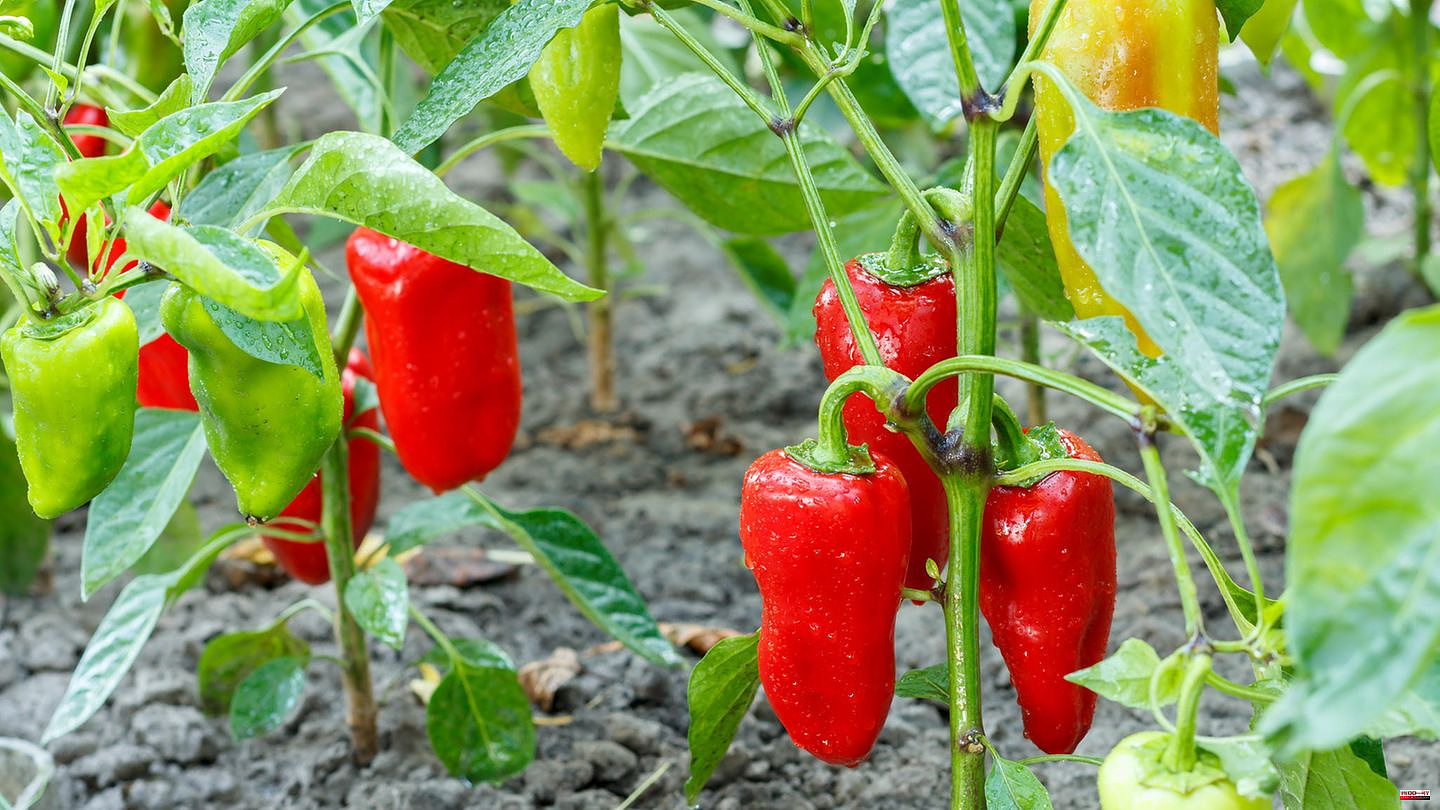 Gardening tips: Planting peppers: How to get the sensitive sun worshipers to mature