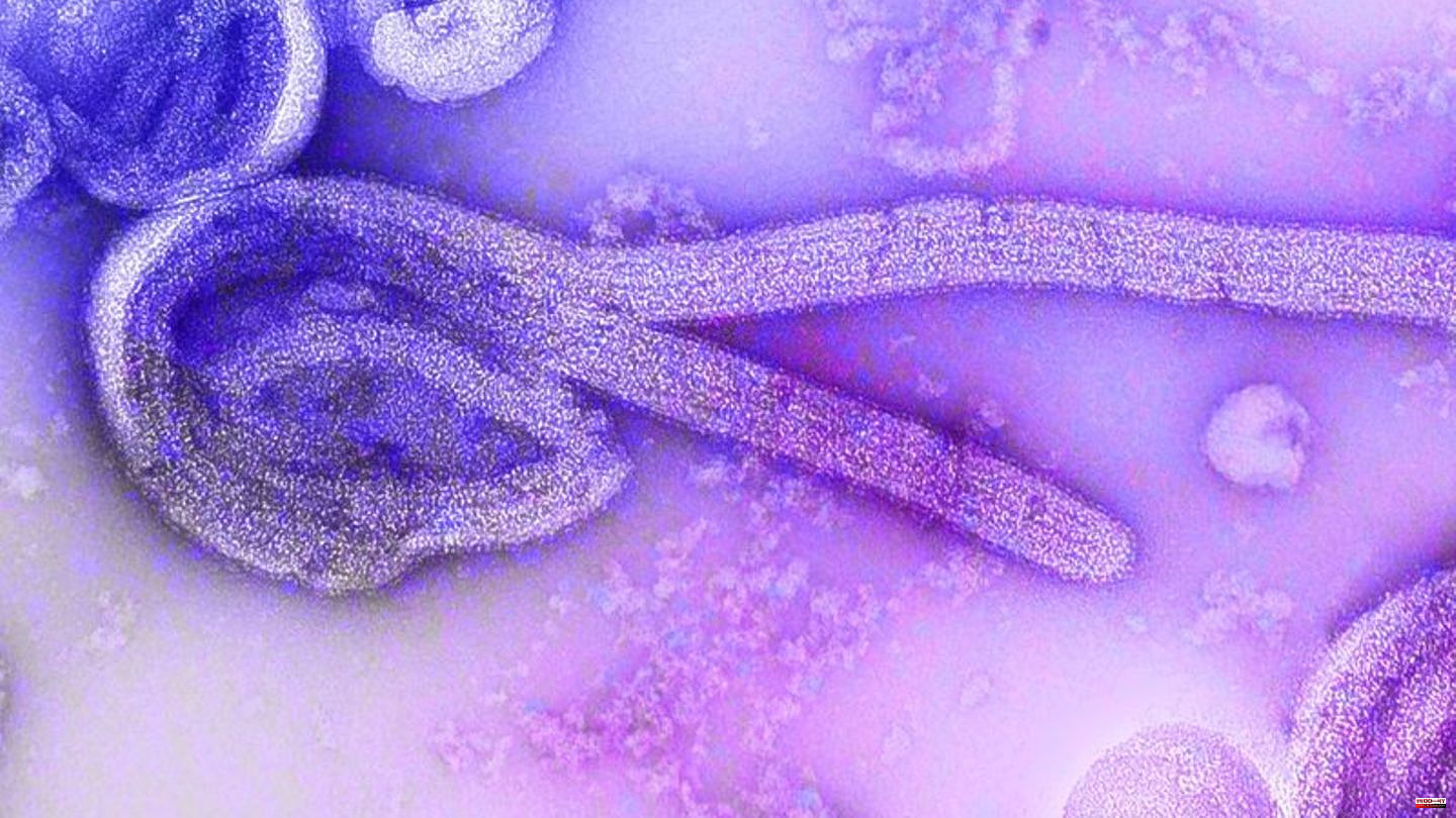 Diseases: Outbreak of Marburg fever in Equatorial Guinea