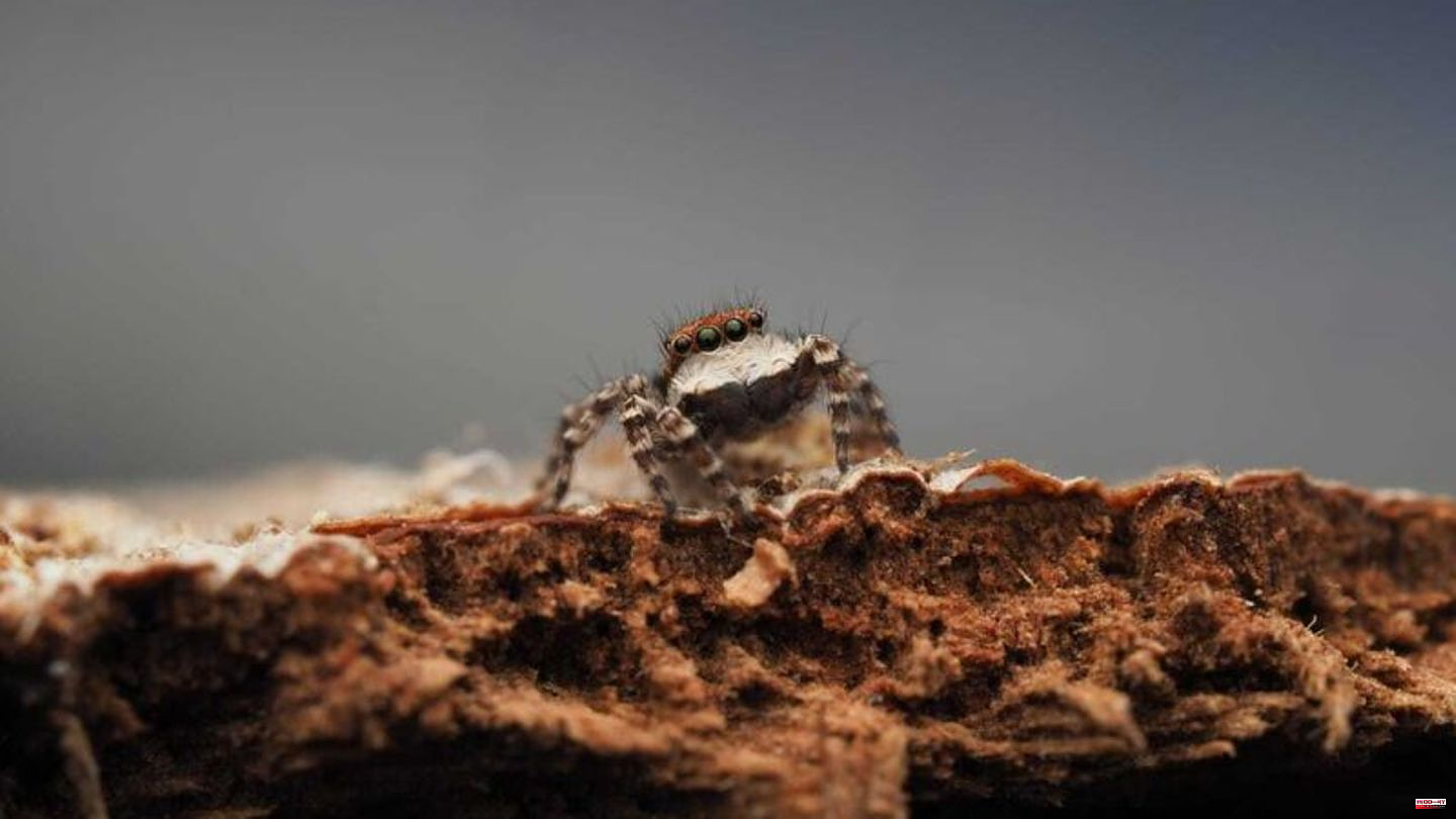 Animals: Australia: Expedition discovers three unknown spider species