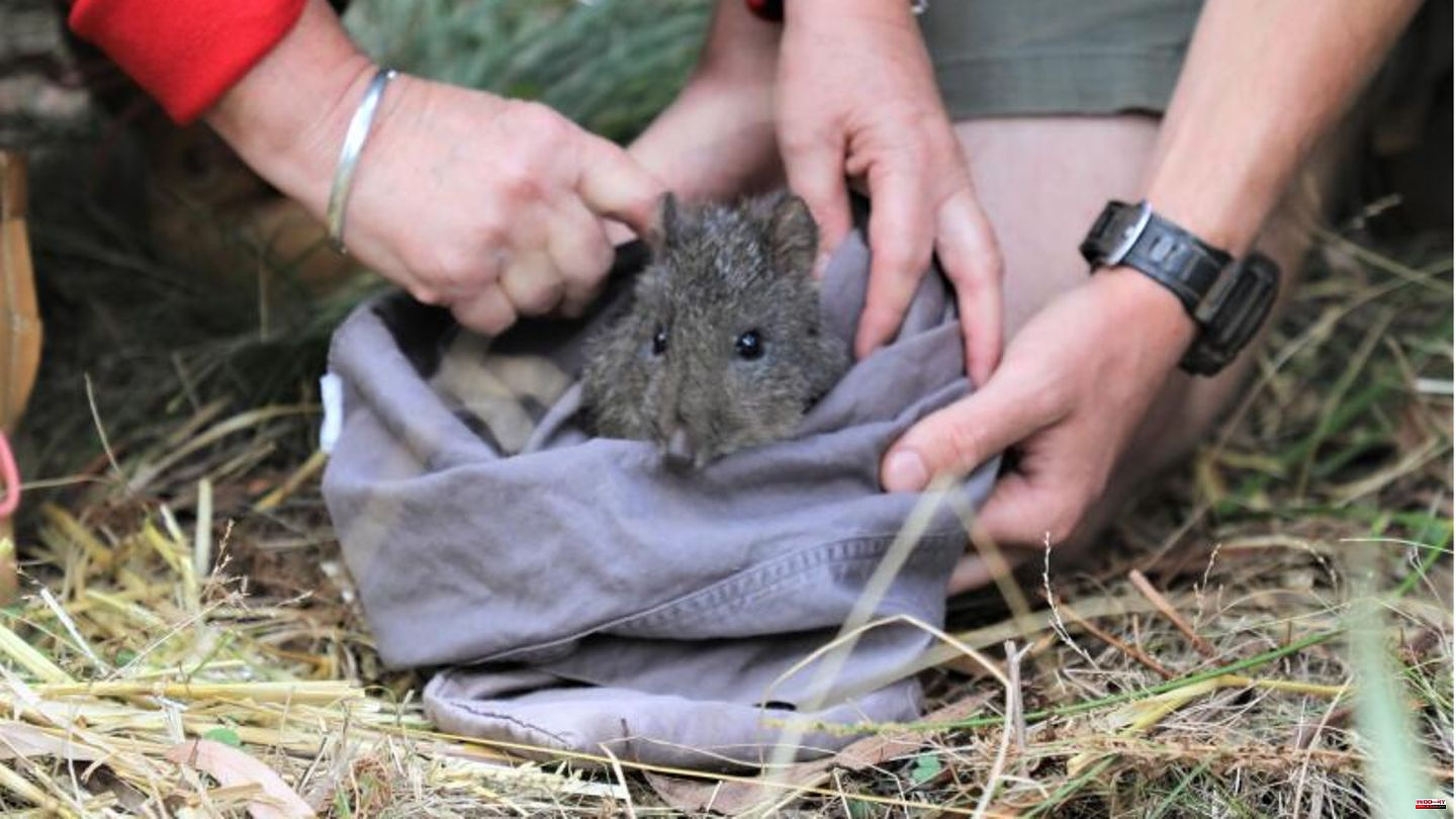 Look like rats: Mini kangaroos are said to help fight bushfires in Australia