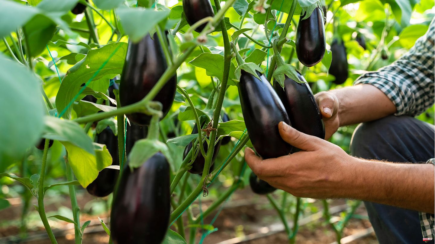 January to March: Planting aubergines: These are the most important steps - from sowing to harvest