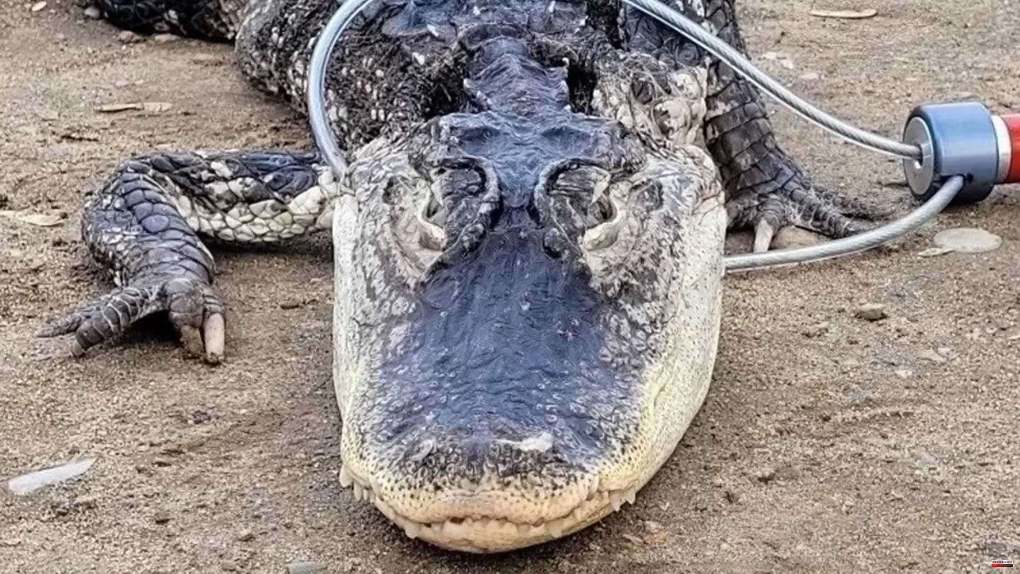 1.2 meters long: New York: Alligator found in the park – children usually play nearby