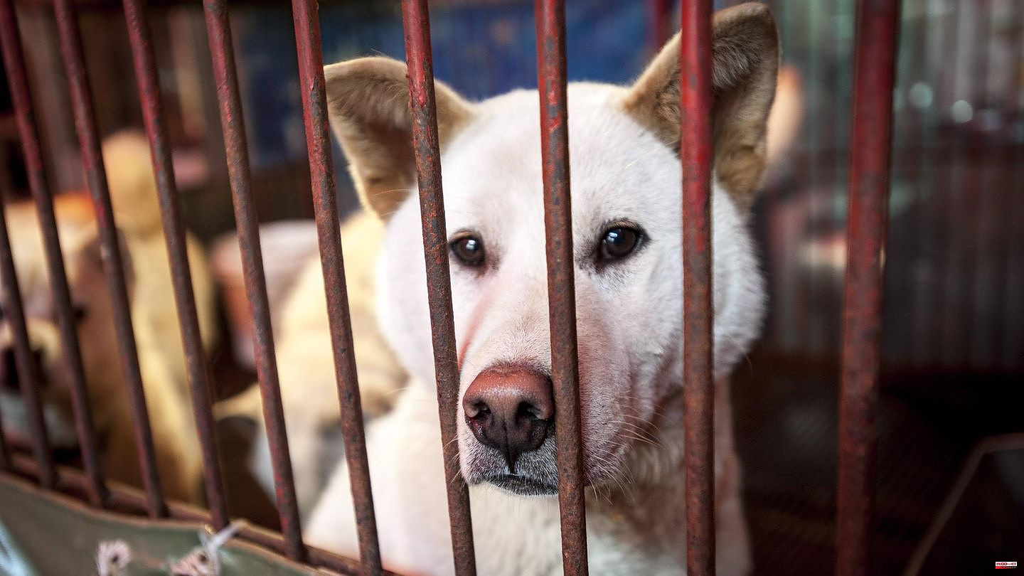 South Korea: Animal rights activist sentenced to prison for euthanizing dogs to save money