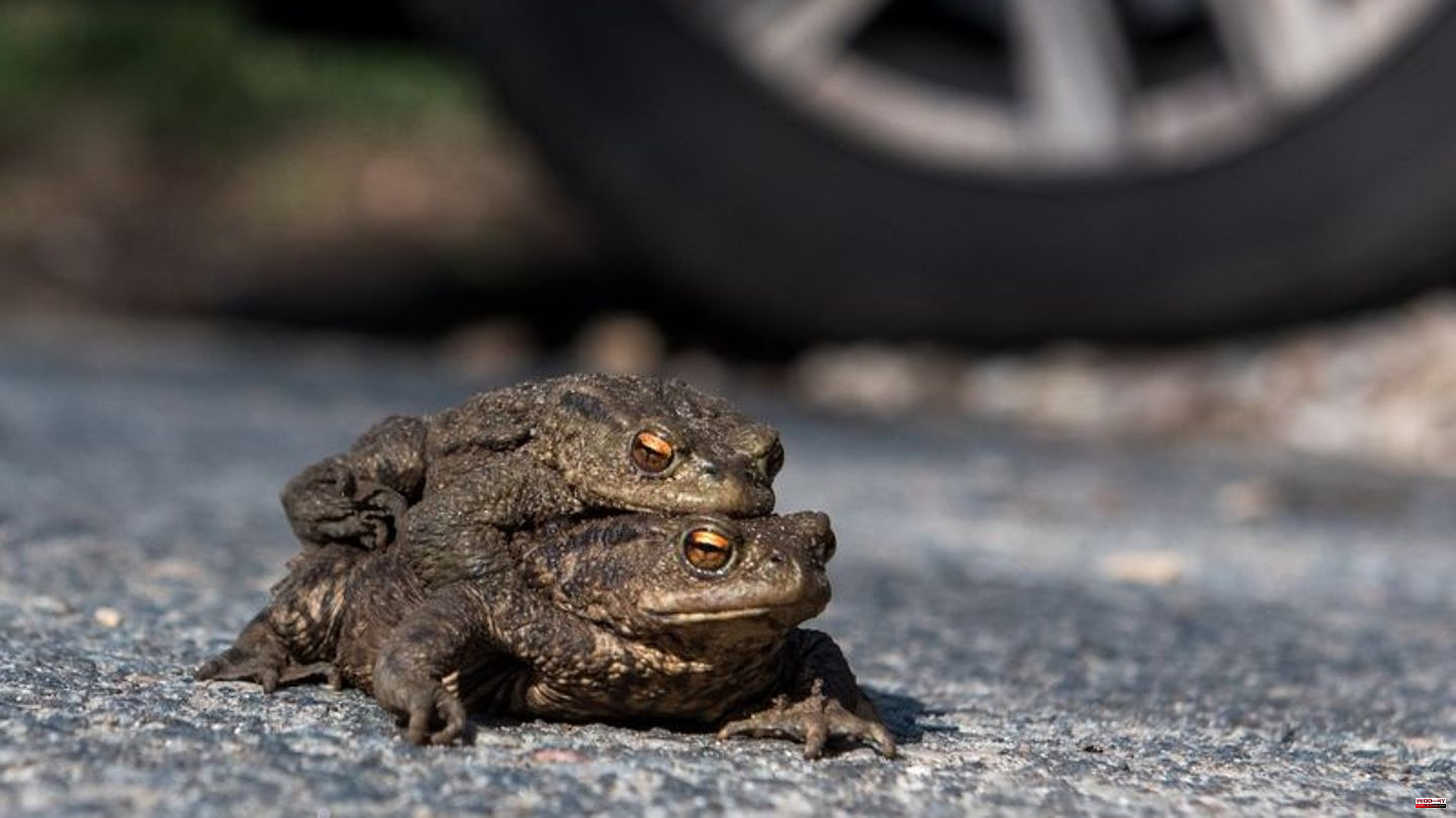 Nature: toads are on their way – the foundation advises caution