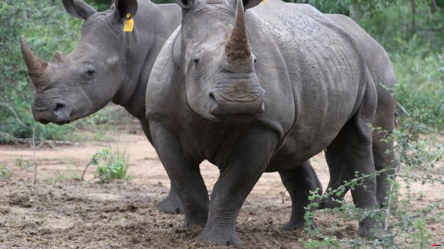 Critically endangered animals: Botswana is concerned about increased rhino poaching