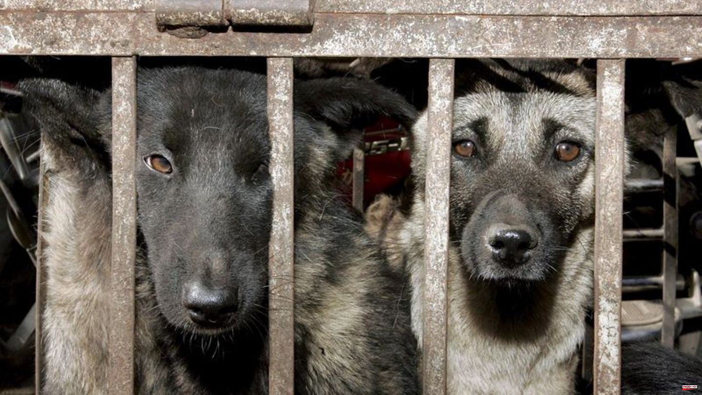Animal Welfare: Initiative: 30 million dogs slaughtered every year