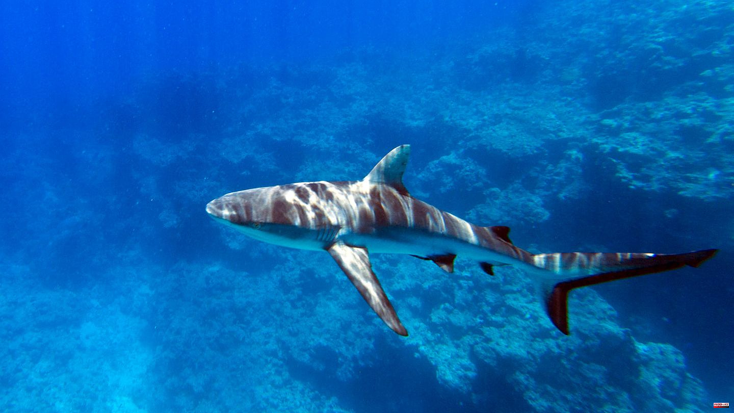New Caledonia: He was 150 meters from the beach: Tourist dies in shark attack