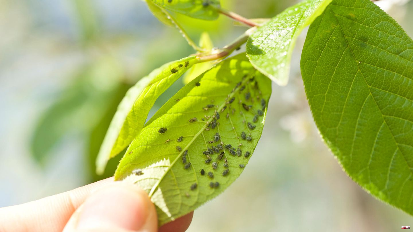Plant plague: Fighting aphids: Which (home) remedies drive away the pests?