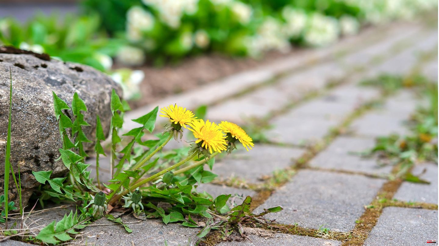 Practical tools: Remove weeds from joints: How to fight dandelion, moss