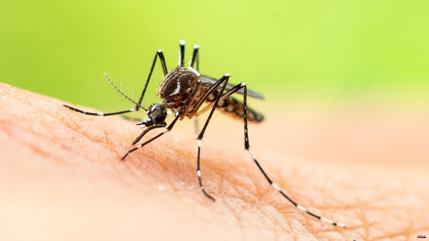Summer plague: drive away mosquitoes: How to protect yourself from biting insects