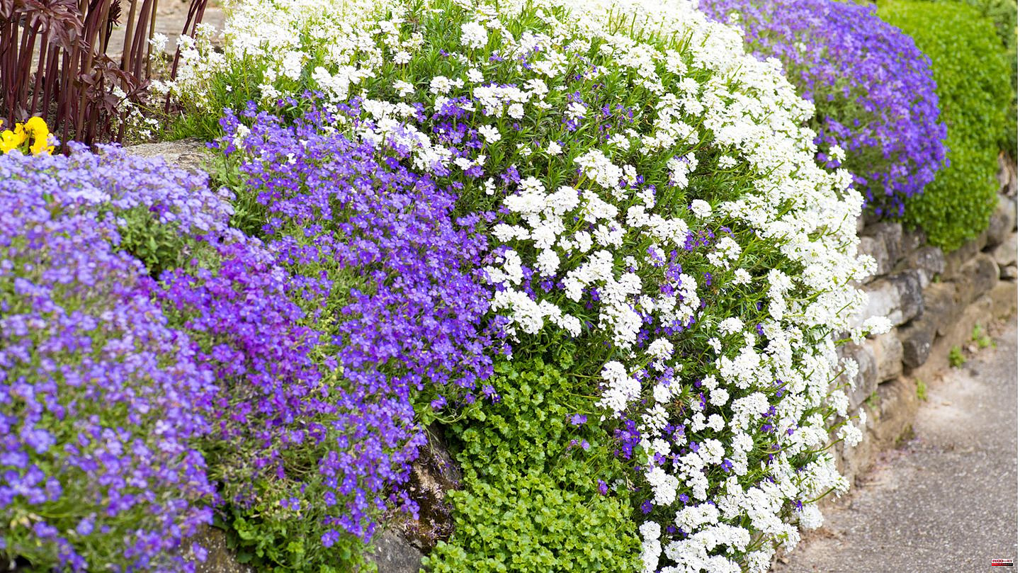 Plant cover: Ground cover against weeds: This creates an impenetrable carpet of plants