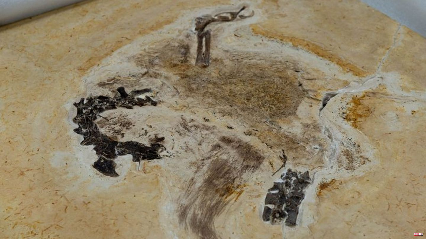 Brazil: Dino fossil probably obtained illegally returned