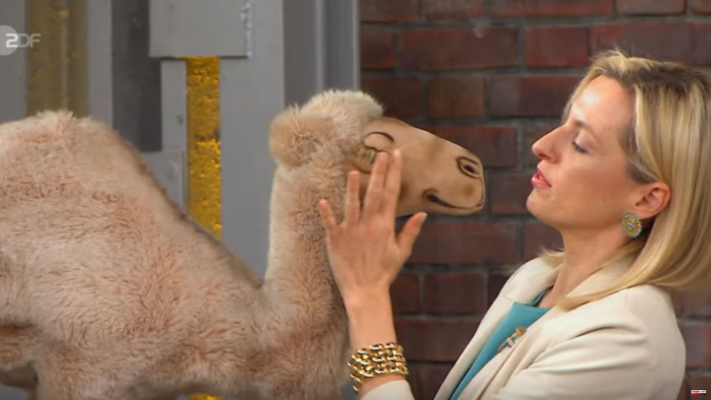 "Bares for Rares": "Never thought I would fall in love with a dromedary": stuffed animal turns everyone's head