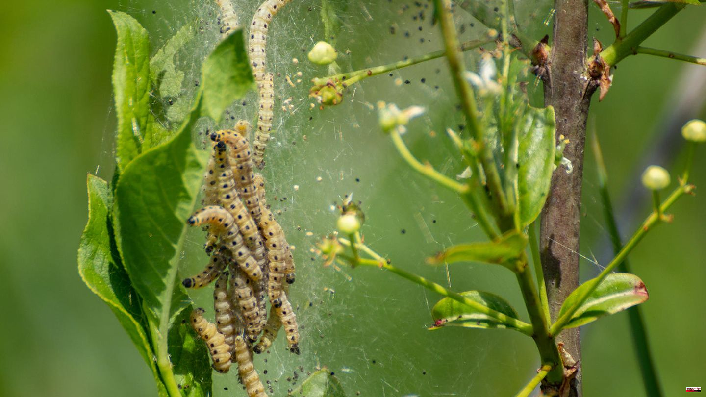Caterpillar plague: fighting spider moths: How to recognize the infestation and act correctly