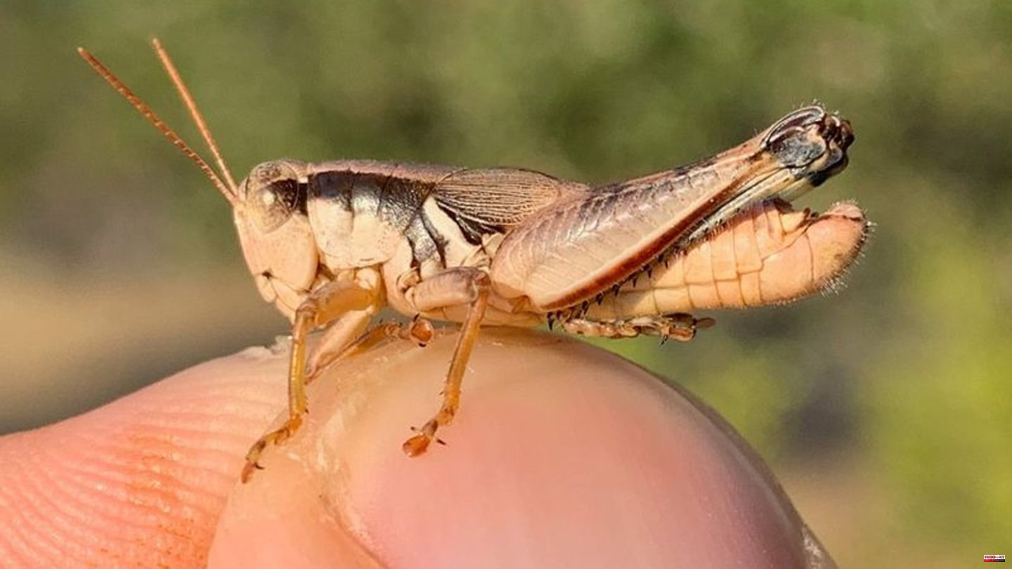 Animals: Grasshopper species named after Nelson and Walker